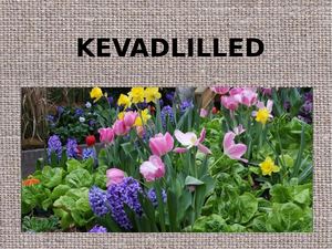 Kevadlilled