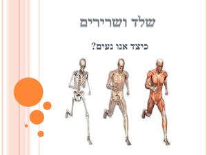 מצגת שלד ושרירים (1)
