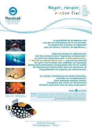 Fiche Pedagogique Nager Ramper Rester Fixe