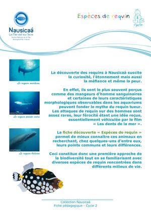 Fiche Pedagogique Especes De Requin