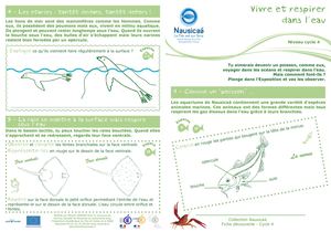 Fiche Decouverte Vivre Et Respirer Dans L Eau