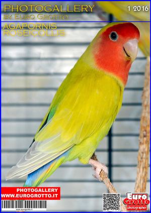 AGAPORNIS ROSEICOLLIS