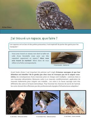 Fiche 3 - Rapaces En Détresse