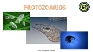 Protozoarios