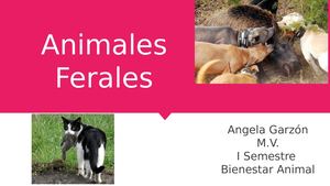 Animales Ferales