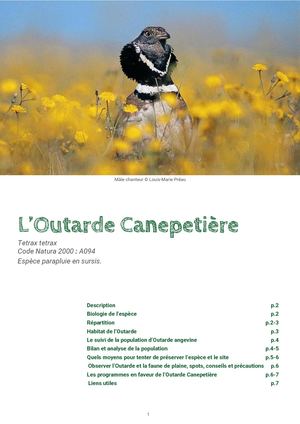 Fiche L'outarde Canepetière