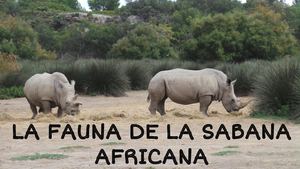 La Fauna De La Sabana Africana