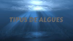 Tipus De Algues