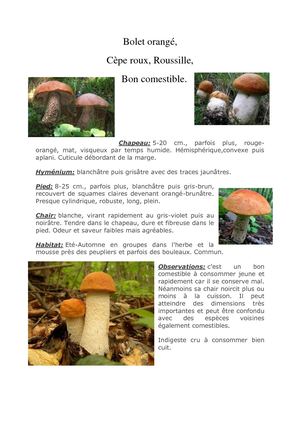 Bolet Orangé