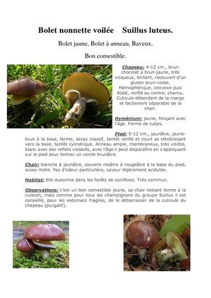 Bolet Nonnette Voilée Suillus Luteus