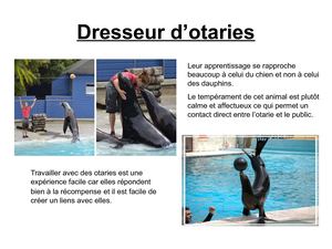 Dresseur D’otaries Vccf