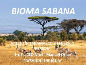 Bioma Sabana