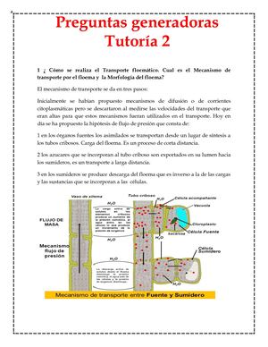 Preguntas Geneadoras T2