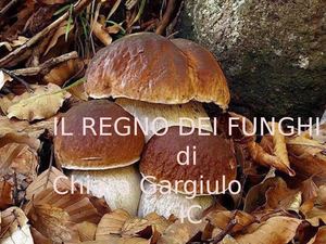 Il%20regno%20dei%20funghi