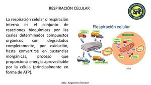 Ii Clase 4 Respiración