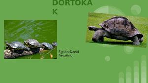 DORTOKAK