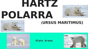 HARTZ POLARRA