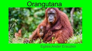 Orangutana