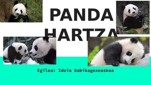 Panda Hartza