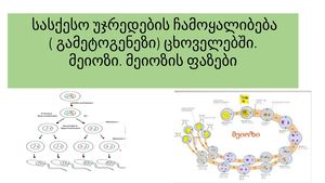 სასქესო უჯრედების ჩამოყალიბება