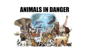 Animals In Danger (1)