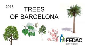 Trees In Barcelona