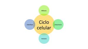 Esquema Ciclo Celular H