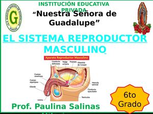 Sistema Reproductor Masculino