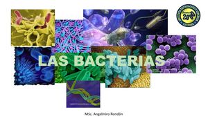 Bacterias