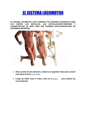 Sistema Locomotor