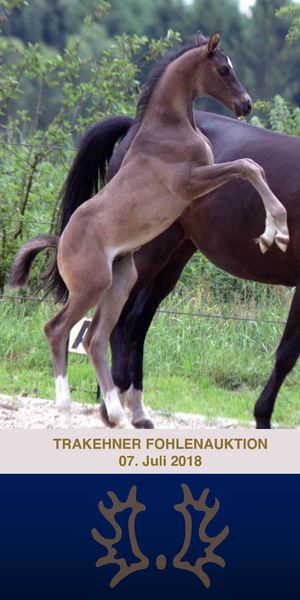 Fohlenauktion Katalog 2018