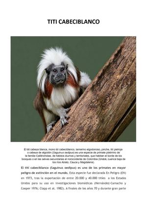 El Tití Cabeciblanco