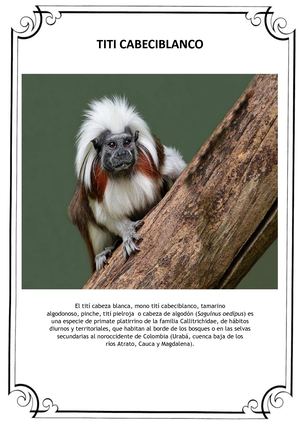El Tití Cabeciblanco