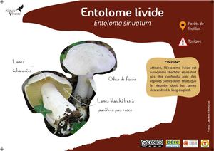 Entolome Livide