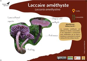 Laccaire Améthyste