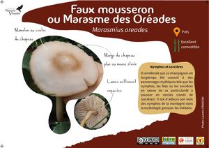 Marasme Des Oréades