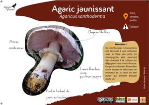 Agaric Jaunissant