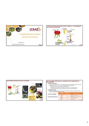 Calameo Pollinisation Amandier F Allier