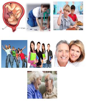 Etapas Del Desarrollo Humano