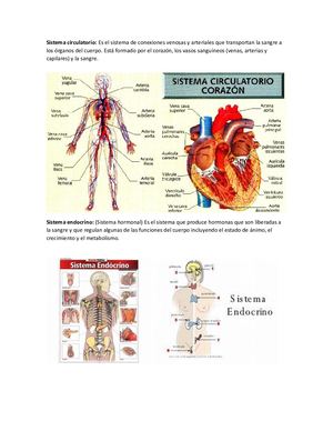 Sistema Circulatorio