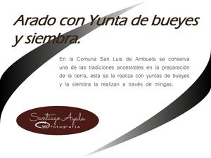 Arado con Yunta de bueyes y siembra