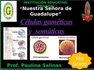 Celulas Gaméticas Y Somáticas