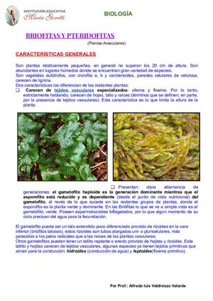 Ciclo Vital Del Musgo Y Del Helecho