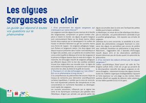 Sargasses : Les réponses à vos questions