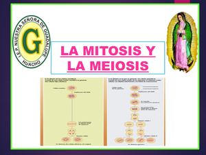MITOSIS Y MEIOSIS