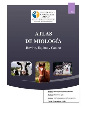 Atlas De Miologia