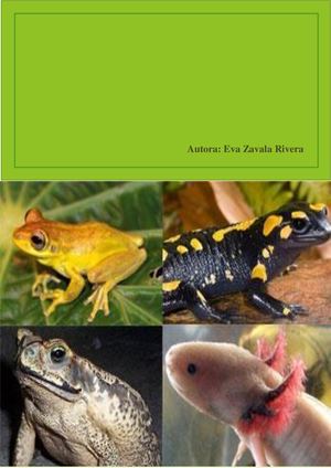 Anfibios v1