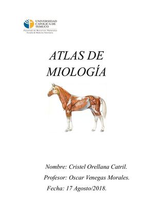 Atlas Miología