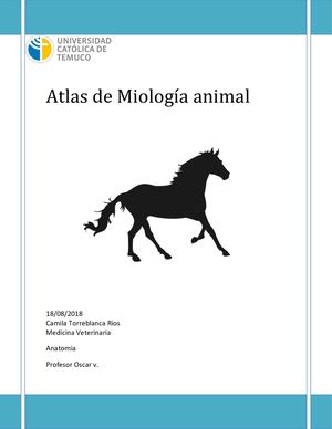 Atlas Miologia Camila Torreblanca R