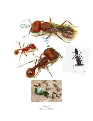 Crianza De Hormigas